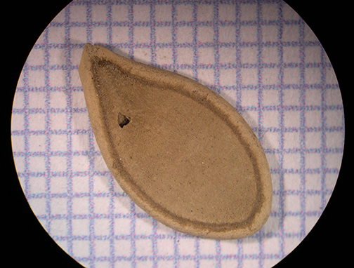 Cucurbita sp Fea. 16 137